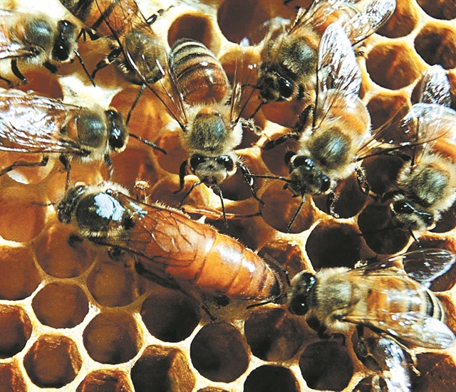 Εκρηξη νοθείας και «ελληνοποιήσεων» στο μέλι