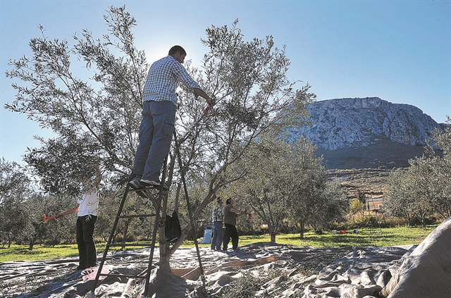 Ξέμειναν από εργάτες τα ελληνικά χωράφια