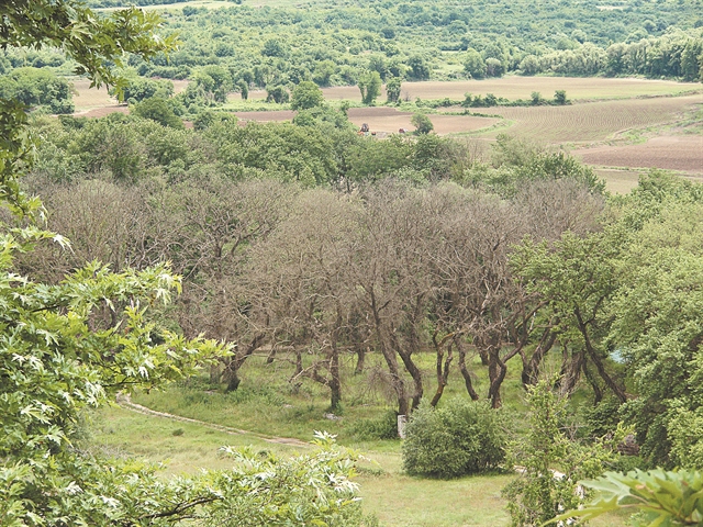 Τι έχεις καημένε πλάτανε και στέκεις μαραμένος…