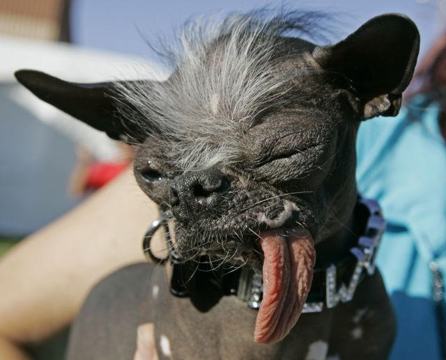 Πέθανε «ο πιο άσχημος» σκύλος του κόσμου
