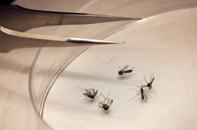 Μέτρα ατομικής προστασίας από τα τσιμπήματα κουνουπιών συνιστά η ΠΕ Ανατολικής Αττικής