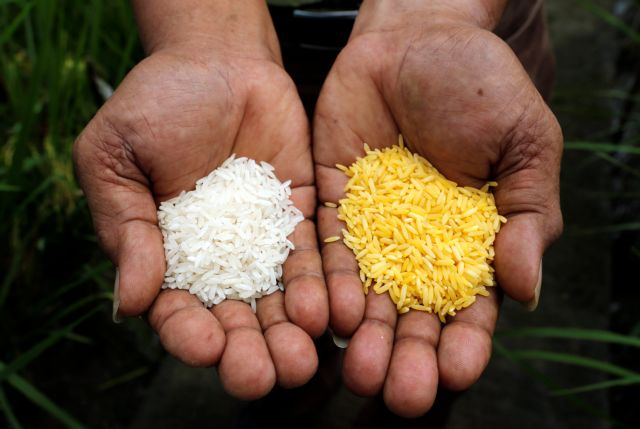 Ο πόλεμος του χρυσού ρυζιού