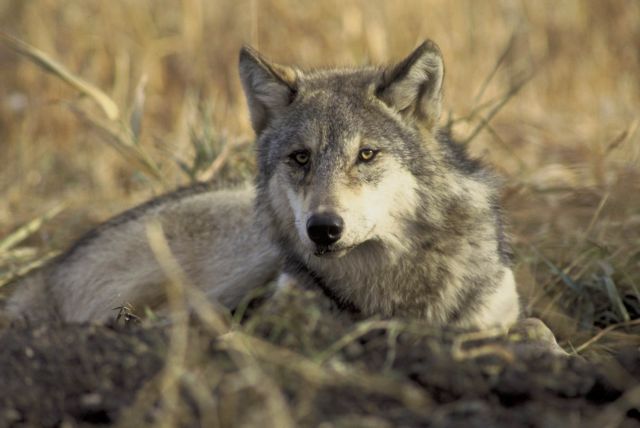 Γενετικά εύρωστος ο λύκος στην Ελλάδα, σύμφωνα με έρευνα