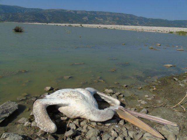 Σε εκατόμβη νεκρών πουλιών μετατρέπεται η Λίμνη Κάρλα