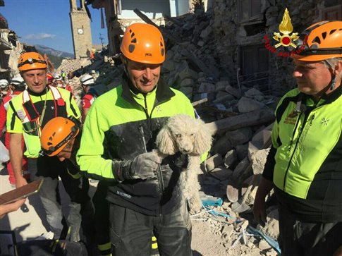 Ιταλία: Διάσωση σκύλου που άντεξε 30 ώρες κάτω από τα ερείπια