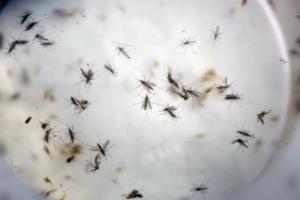 Συναγερμός σε 12 Δήμους λόγω ελονοσίας