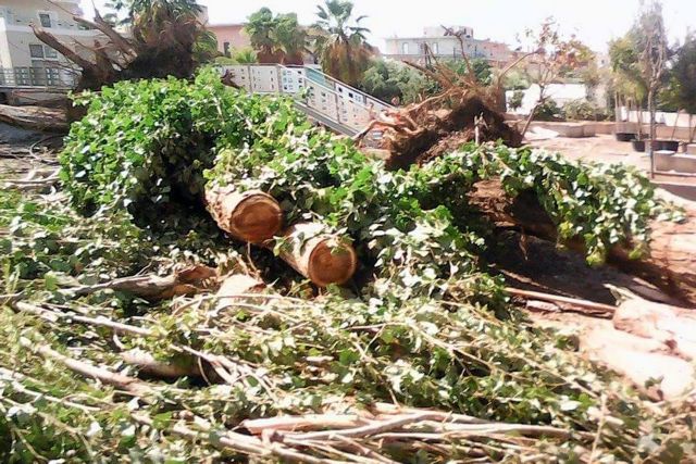 Μηνυση κατά αγνώστων για το κόψιμο δέκα δένδρων στον Πειραιά