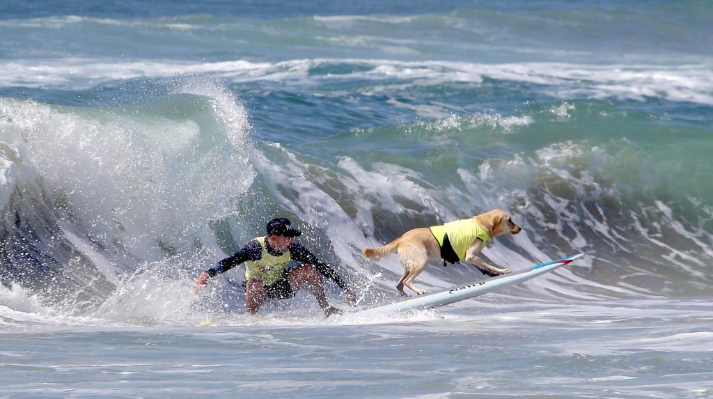 Διαγωνισμός surfing για σκύλους στην Καλιφόρνια