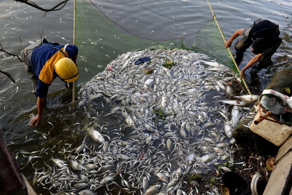 Βιετνάμ: Τόνοι νεκρών ψαριών στις ακτές