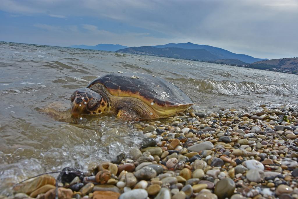 Οκτώ θαλάσσιες χελώνες νεκρές σε μια μέρα – Είχαν χτυπήματα σε κεφάλι και σώμα