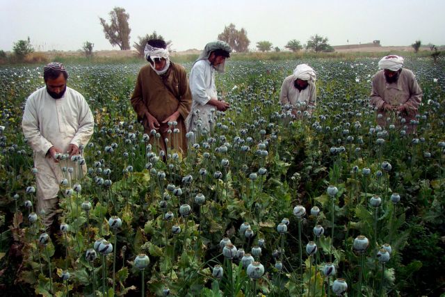 Σε επίπεδα ρεκόρ επέστρεψε η παραγωγή οπίου στο Αφγανιστάν