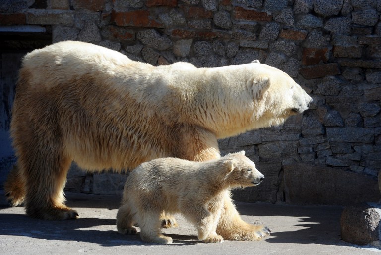 Πέθανε πλήρης ημερών ο Μένσικοφ, ο πολικός αρκούδος του ζωολογικού κήπου της Αγίας Πετρούπολης