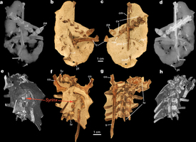 Ανακαλύφθηκε απολίθωμα του αρχαιότερου φωνητικού οργάνου πουλιού
