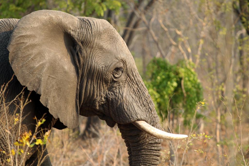Η λαθροθηρία των ελεφάντων στερεί από τις αφρικανικές χώρες τουριστικά έσοδα 23 εκατ. ευρώ