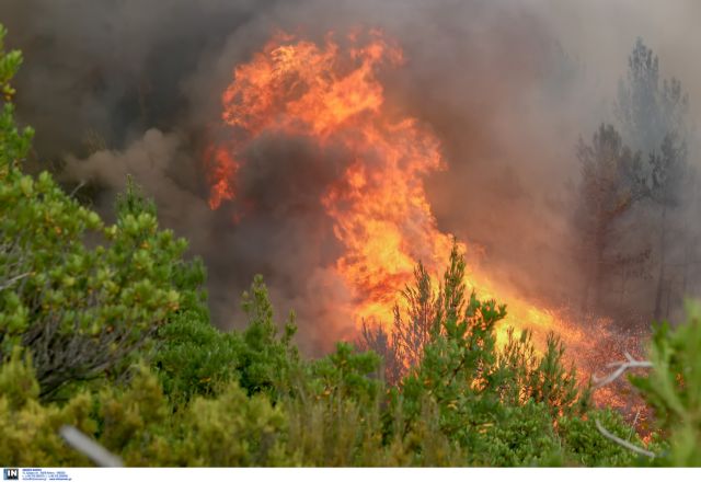 Πυρκαγιά σε δασική έκταση ανάμεσα σε Αλιβέρι και Κύμη στην Εύβοια