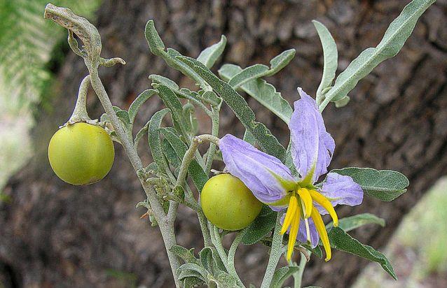 «Γερμανός», ένα αμερικανικό δηλητηριώδες φυτό που επελαύνει στην Ελλάδα