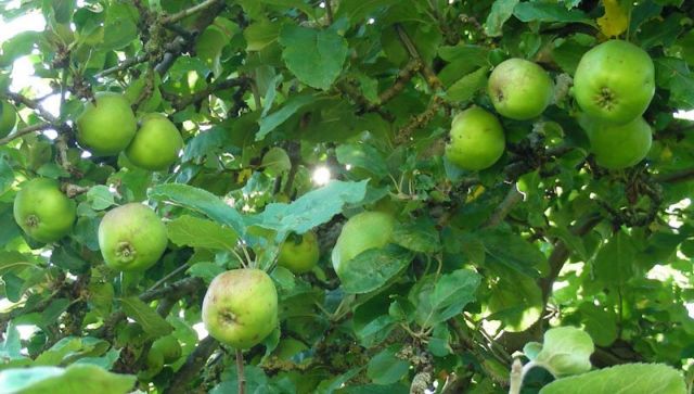 Η ιστορική μηλιά του Νεύτωνα θα βγάλει τώρα 30 απογόνους