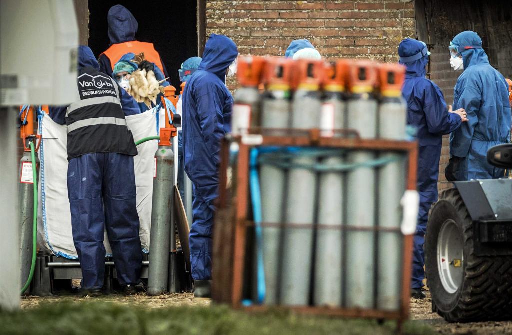 Ολλανδία: Θανάτωσαν 190.000 πάπιες εξαιτίας της γρίπης των πτηνών