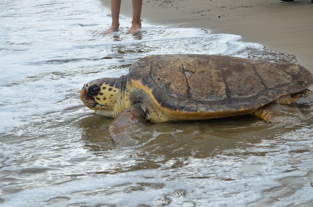 5.500 χελωνάκια «κολύμπησαν» το καλοκαίρι στις ακτές Χανίων και Πλατανιά