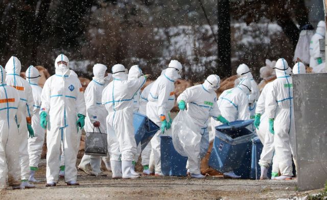 Ιαπωνία: Θανάτωση πουλερικών για περιορισμό επιδημίας γρίπης