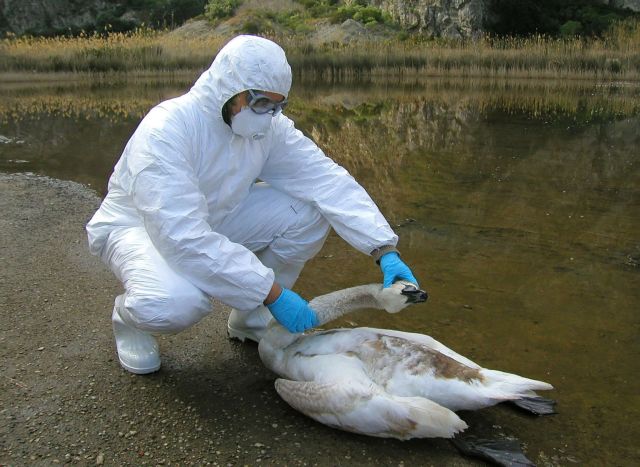 Σε εγρήγορση οι κτηνιατρικές υπηρεσίες της Κ. Μακεδονίας για τη γρίπη των πτηνών