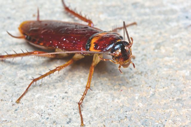 Ινδία: Αφαίρεσαν ζωντανή κατσαρίδα από τη μύτη γυναίκας!