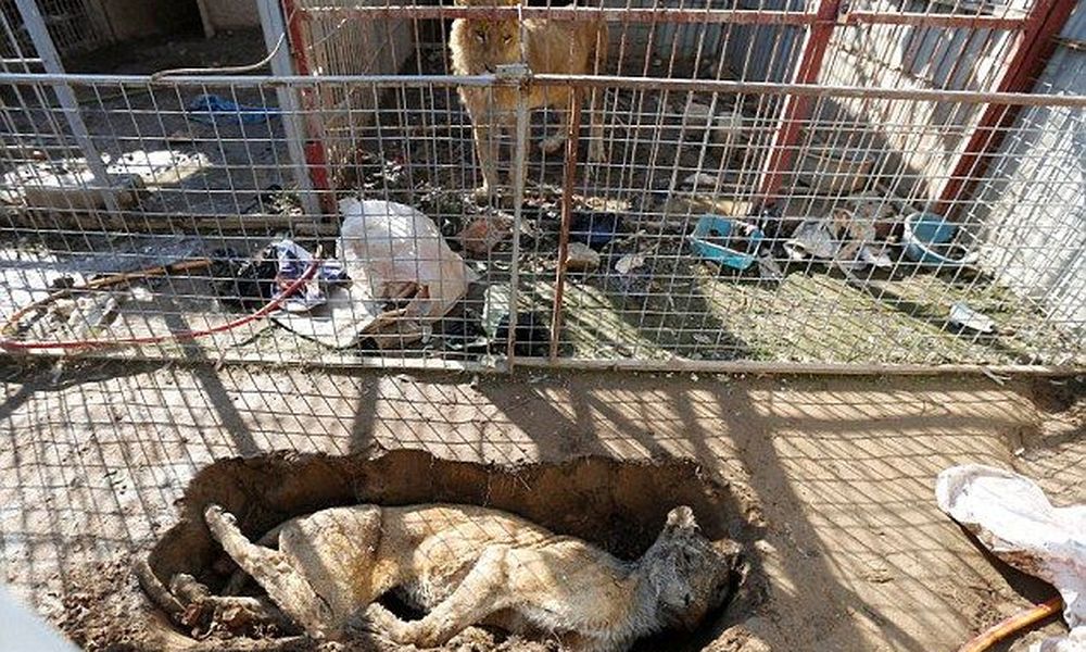 Μια αρκούδα και ένα λιοντάρι, τα δύο ζώα που σώθηκαν στον ζωολογικό κήπο της Μοσούλης