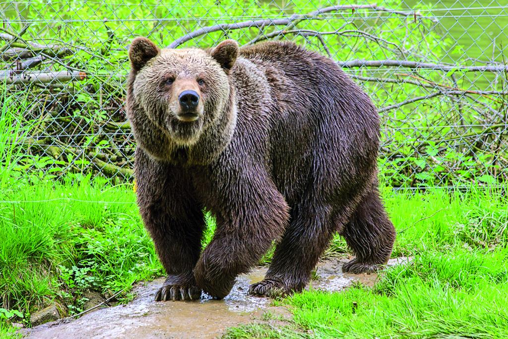 Το «Μονοπάτι της αρκούδας» στο Μέτσοβο πιστοποιήθηκε ως ένα από τα καλύτερα ευρωπαϊκά μονοπάτια