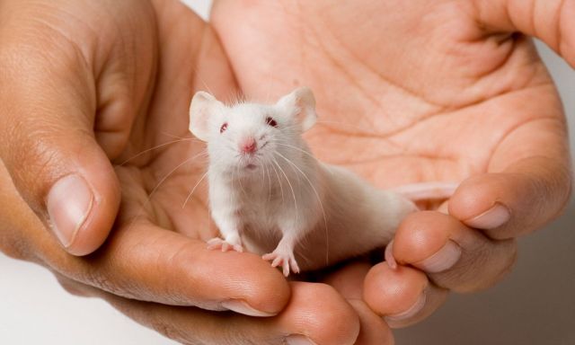 Ποντίκια, τα πρώτα «κατοικίδια» του ανθρώπου