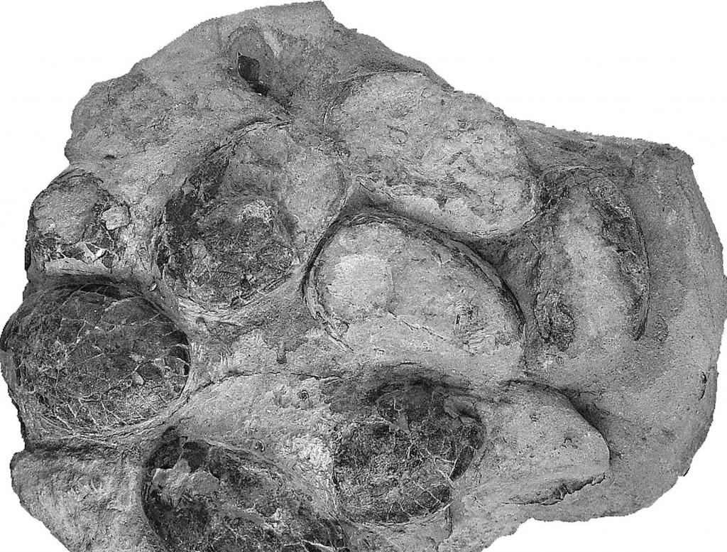 Ανακαλύφθηκαν τα αρχαιότερα αυγά κροκοδείλου ηλικίας 152 εκατ. ετών
