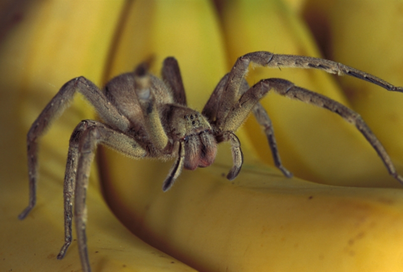 Οι αράχνες καταναλώνουν έως και 800 εκατομμύρια τόνους εντόμων κάθε χρόνο