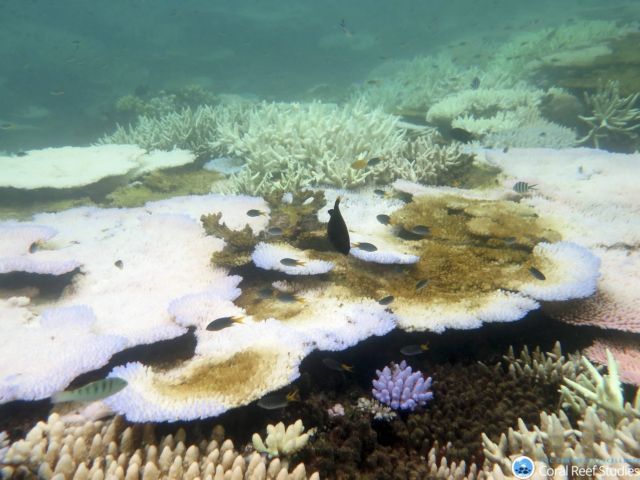 Σε κίνδυνο τα κοράλλια της Μεσογείου