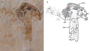 Εντοπίστηκε το παλαιότερο μανιτάρι από την εποχή των δεινοσαύρων