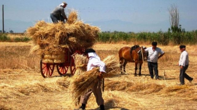 Η γιορτή της αναβίωσης θερισμού και αλωνίσματος στην Καρύταινα