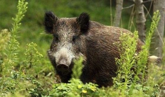 Τσεχία: Αγριογούρουνο εναντίον αεροπλάνου: σημειώσατε 2