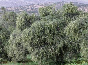 Πρόγραμμα τεχνητής νοημοσύνης για τη εξέλιξη των παρασίτων στα ελαιόδεντρα