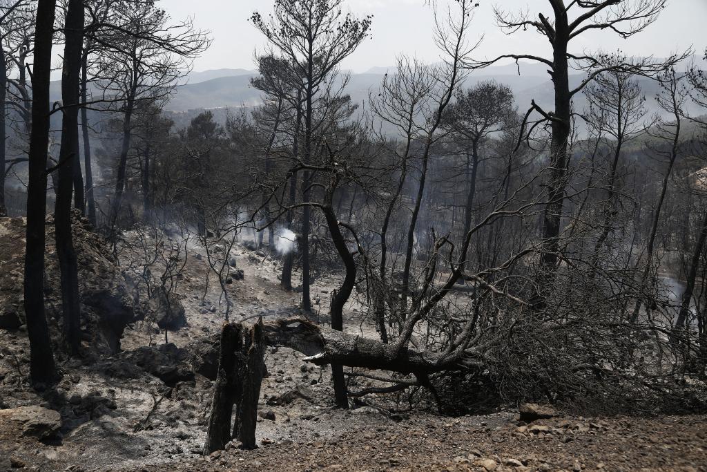 Αναδασωτέες άμεσα όλες οι καμένες εκτάσεις