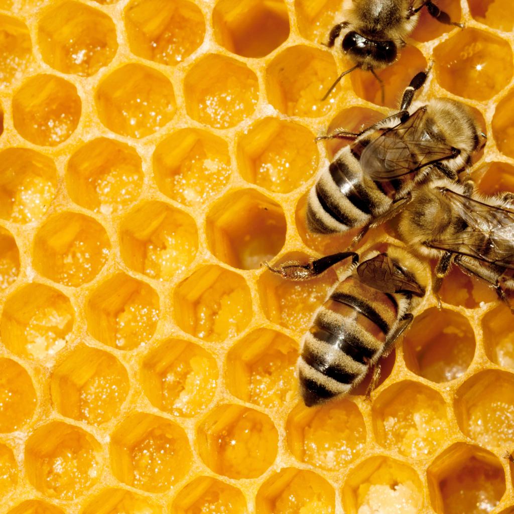 Νεοκοτινοειδή φυτοφάρμακα απειλούν τις μέλισσες