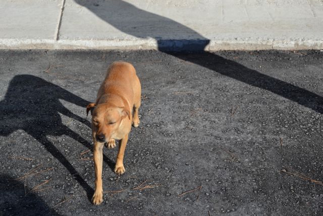 Σκότωσε σκυλί με κτηνώδη τρόπο στο Αλιβέρι