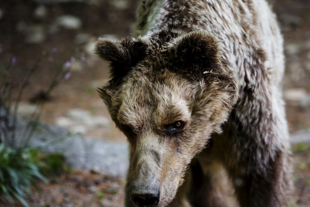 Αυξήμενα τα τροχαία με θύματα αρκούδες στη Μακεδονία