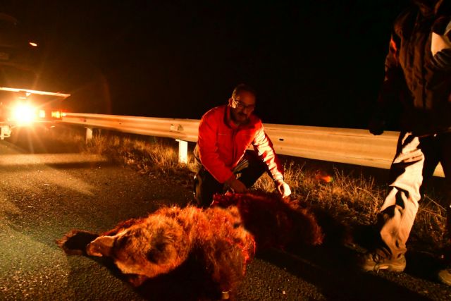Παγίδα θανάτου για τις αρκούδες