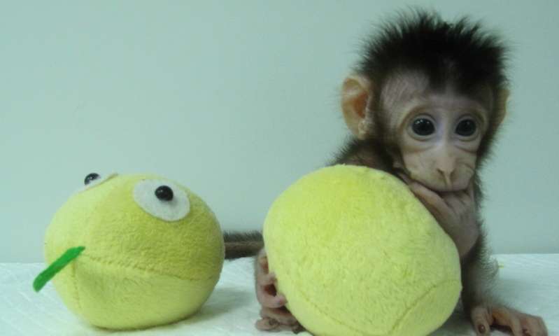 Κινέζοι κλωνοποίησαν μαϊμούδες για πρώτη φορά