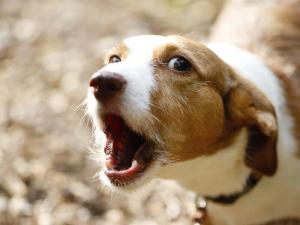 Αν είστε αγχώδεις και νευρωτικοί κινδυνεύετε από τους σκύλους