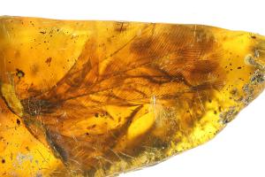 Ανακάλυψαν προϊστορικό πουλί 100 εκατ. χρόνων μέσα σε κεχριμπάρι