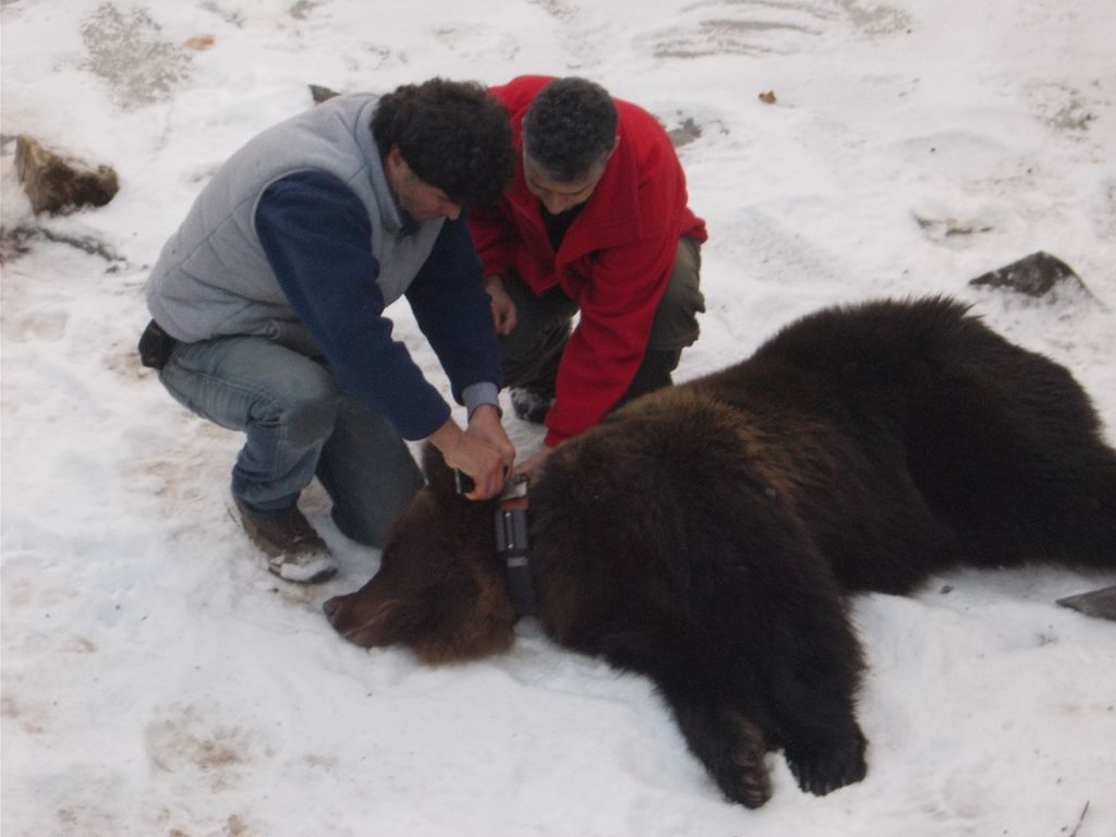 Αρχισε τις βόλτες η Χριστίνα – Η αρκούδα που διασώθηκε τα Χριστούγεννα
