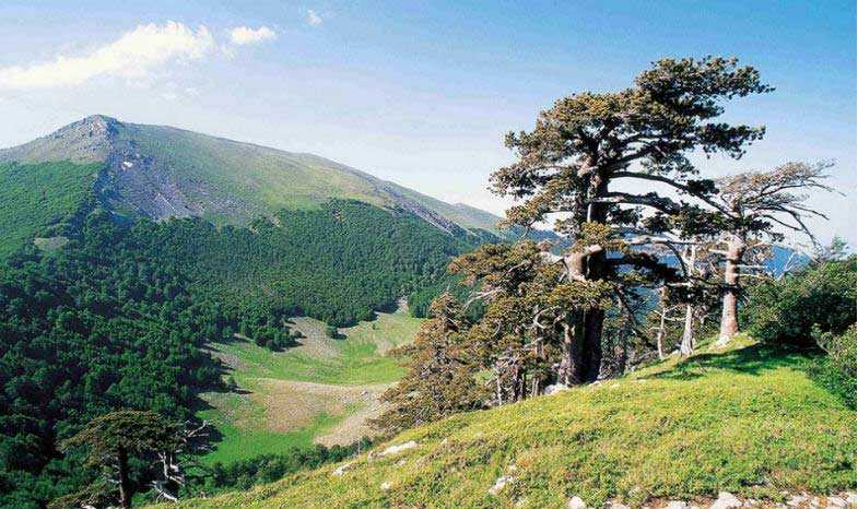 Βρέθηκε το αρχαιότερο δέντρο στην Ευρώπη