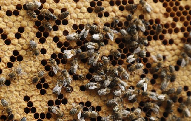 Οι άνθρωποι αγαπούν τις μέλισσες, αλλά μισούν τις σφήκες