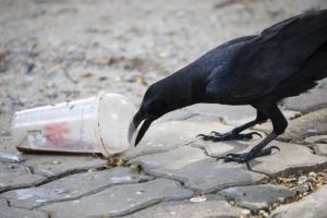 Πόσο έξυπνα είναι τελικά τα κοράκια (video)