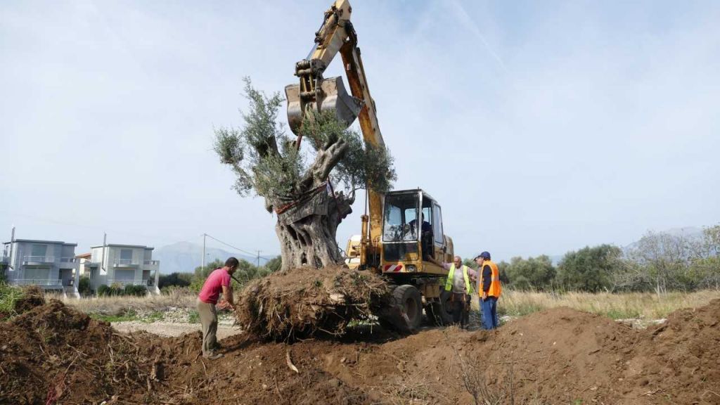 Μεταφύτευση υπεραιωνόβιων ελαιόδεντρων στα καμένα