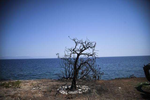 WWF Ελλάς: Αυτές είναι οι πληγές του περιβάλλοντος στην Ελλάδα